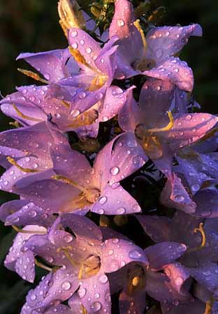 P0005_blueten