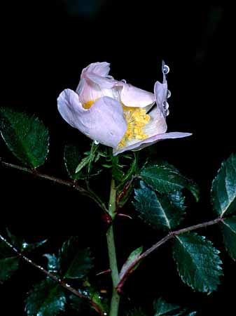 P0188_heckenrose