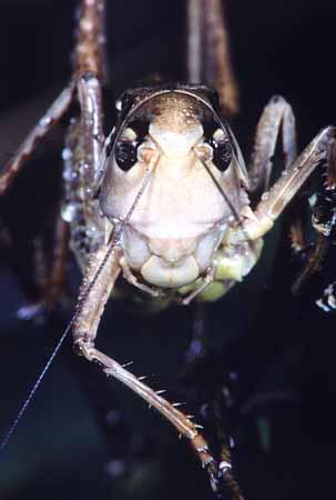 P0297_grashuepfer_portrait