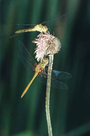 P0305_libellen