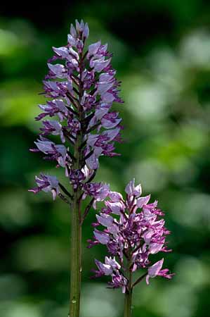 P0322_orchis_militaris