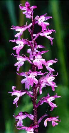 P0407_orchidee
