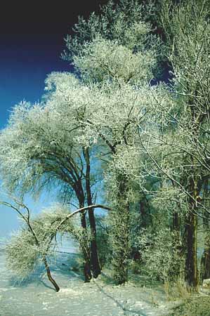 P0442_rauhreif