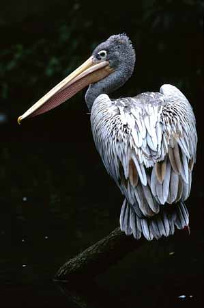P0446_pelikan