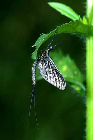 P0558_eintagsfliege