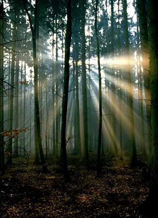 P0610_wald_im_licht