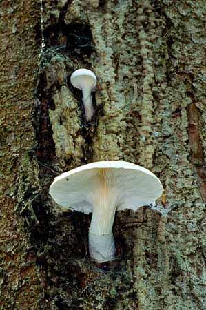 P0662_pilz_im_baum