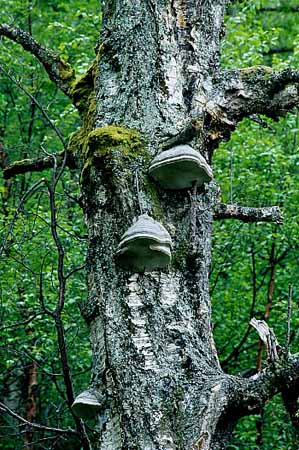P0856_toter_baum