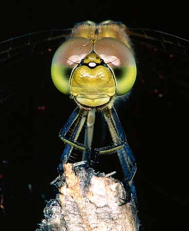 P0913_libelle_portrait