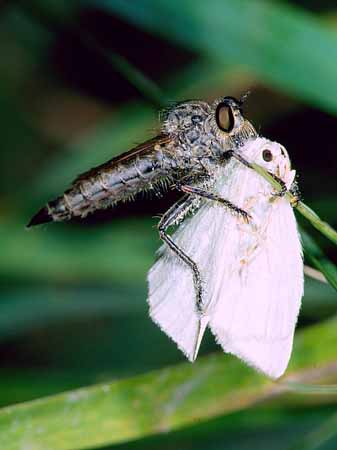 P0938_raubfliege
