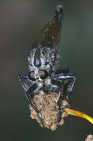 P0952_raubfliege