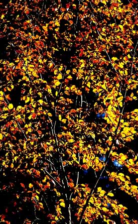 P0969_herbstlaub