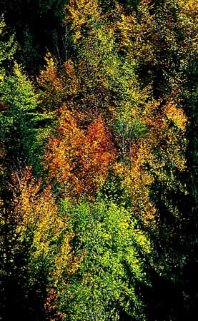P0970_herbstlaub