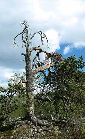 P1303_baum