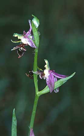 P1441_orchidee