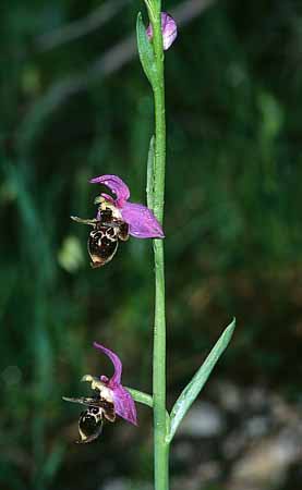 P1442_orchidee