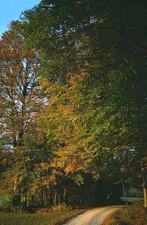 P1447_herbst