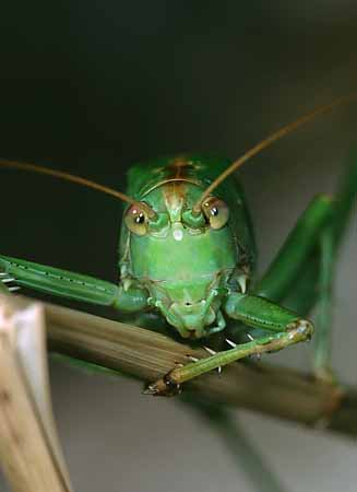 P1566_grashuepfer_portrait