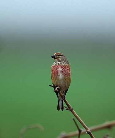P1624_haenfling