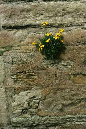 P1656_blumen_an_hauswand