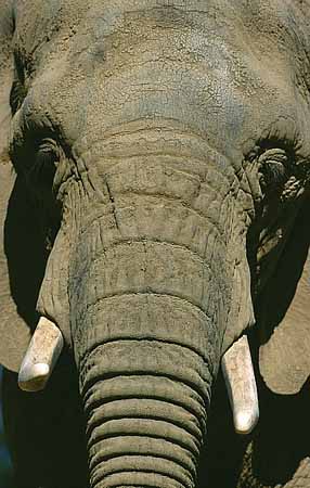 P1768_elefant