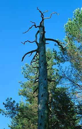 P1779_alter_baum