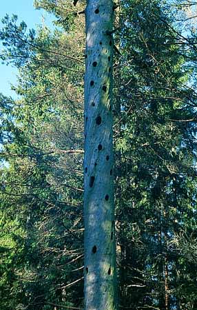 P1780_spechtbaum