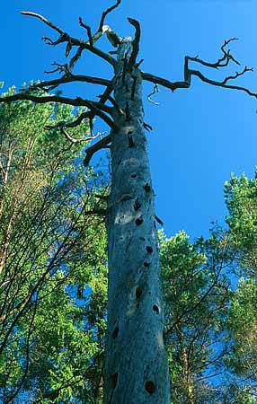P1781_alter_baum