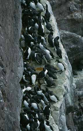 P1786_vogelfels