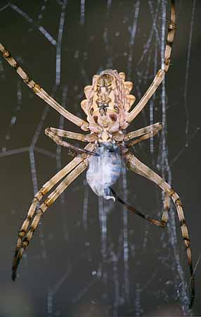 P1824_argiope_mit_beute