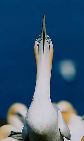 P1869_basstoelpel