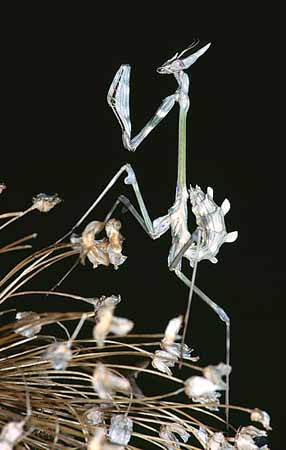 P1905_empusa