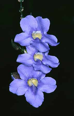 P1971_blueten