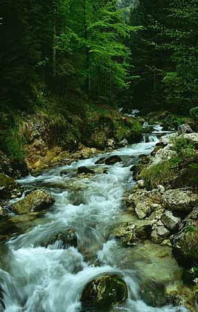 P1972_wildbach