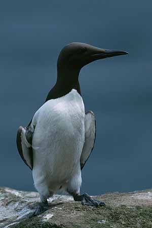 P2098_trottellumme