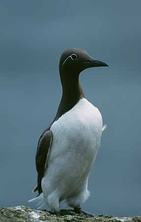 P2185_trottellumme
