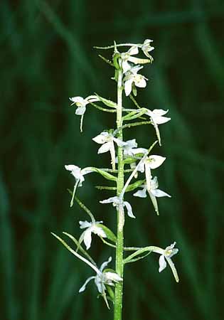 P2234_waldh
