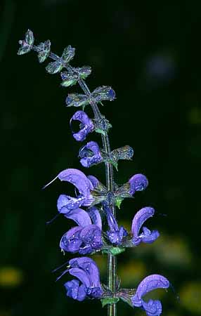 P2241_bluete
