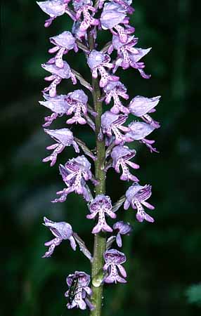 P2242_orchidee
