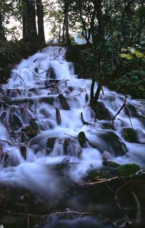P2252_wildbach