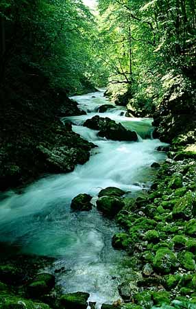 P2273_wildbach