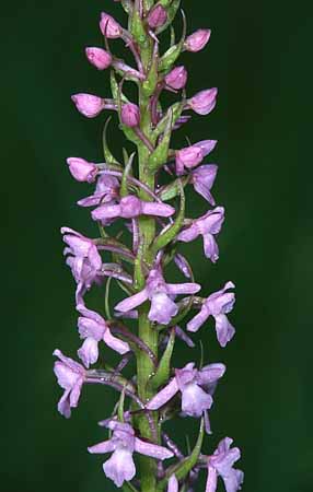 P2283_orchidee