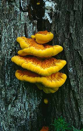 P2312_baumpilz