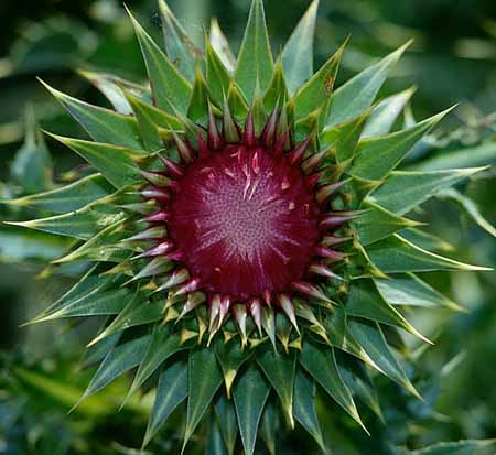 P2326_distel_nah