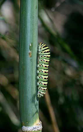 P2352_raupe_schwalbenschwanz