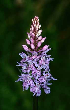 P2421_knabenkraut_1