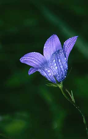 P2483_glockenblume