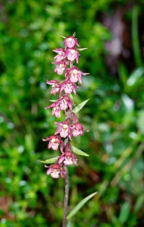 P2496_orchidee