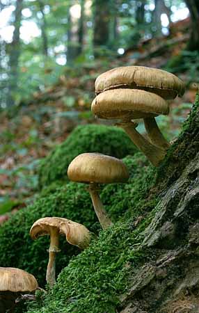 P2525_pilze_am_baum