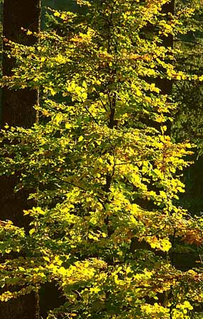 P2536_herbstlaub